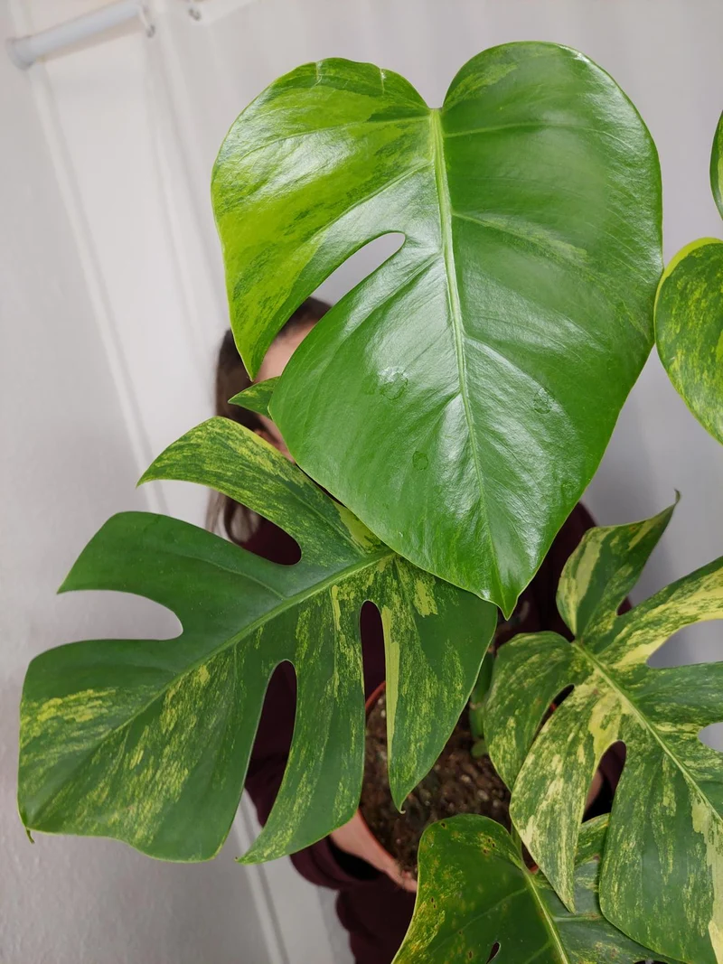 Monstera Aurea
