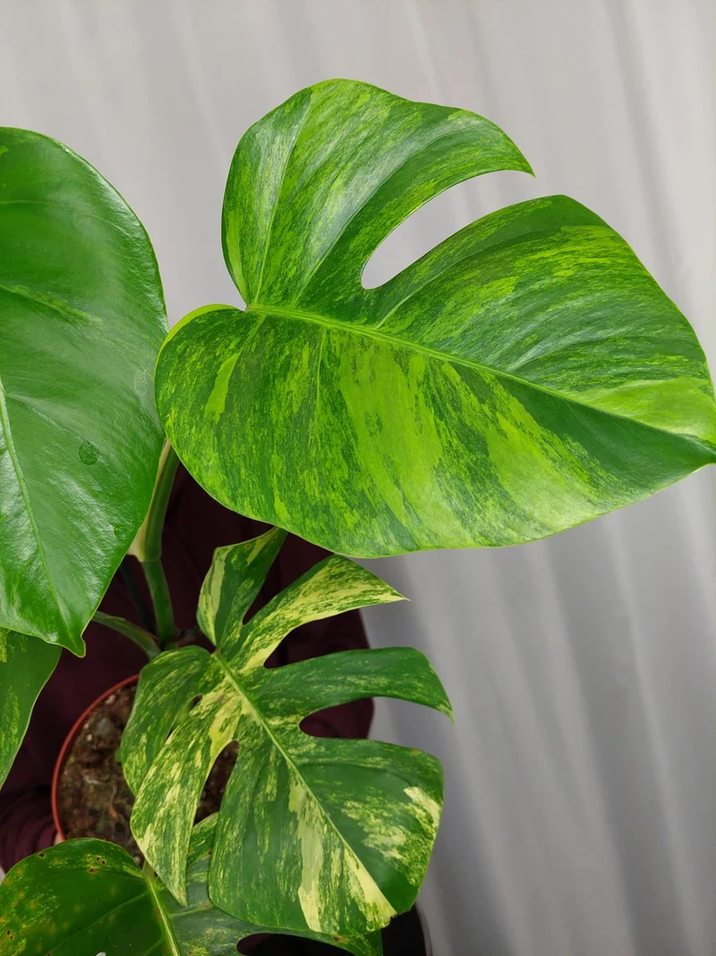 Monstera Aurea