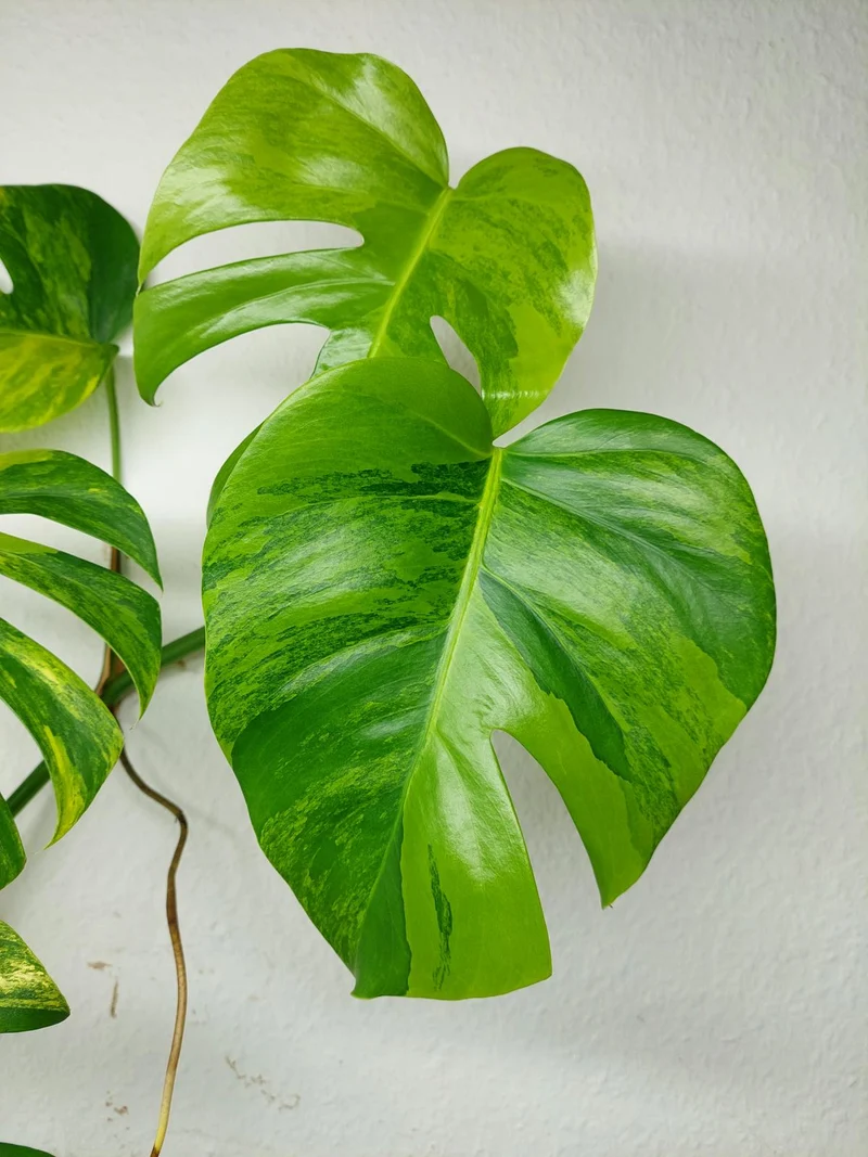Monstera Aurea