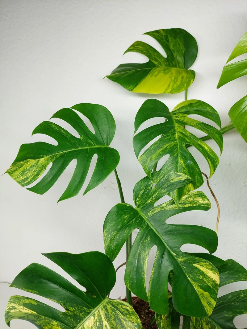 Monstera Aurea