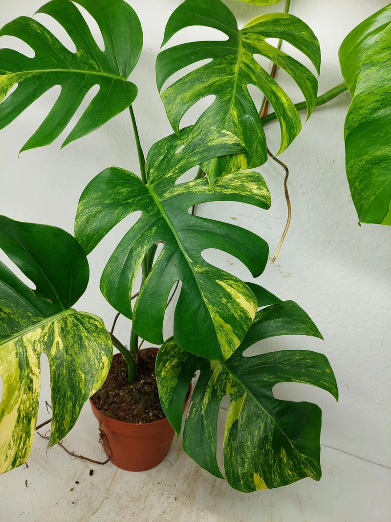 Monstera Aurea