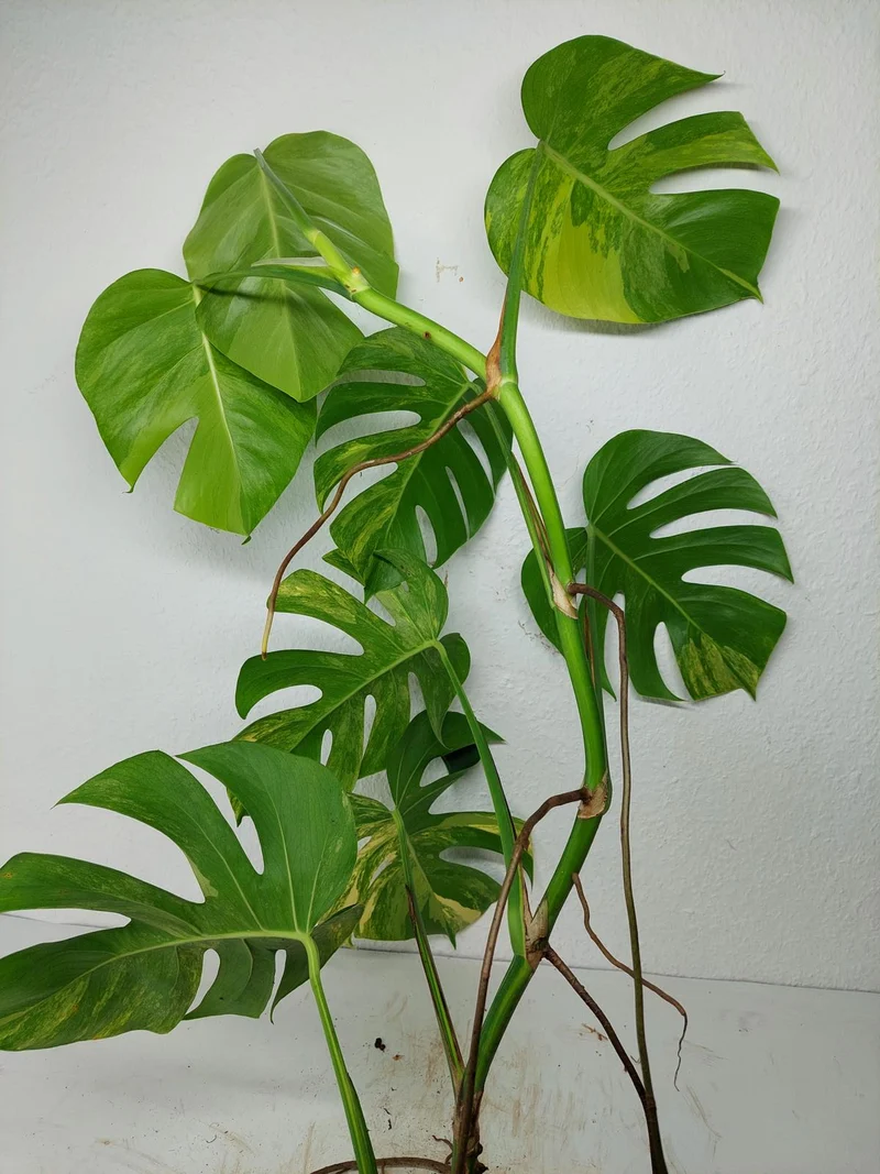 Monstera Aurea