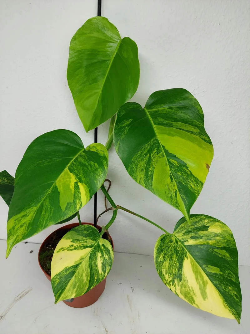Monstera Aurea