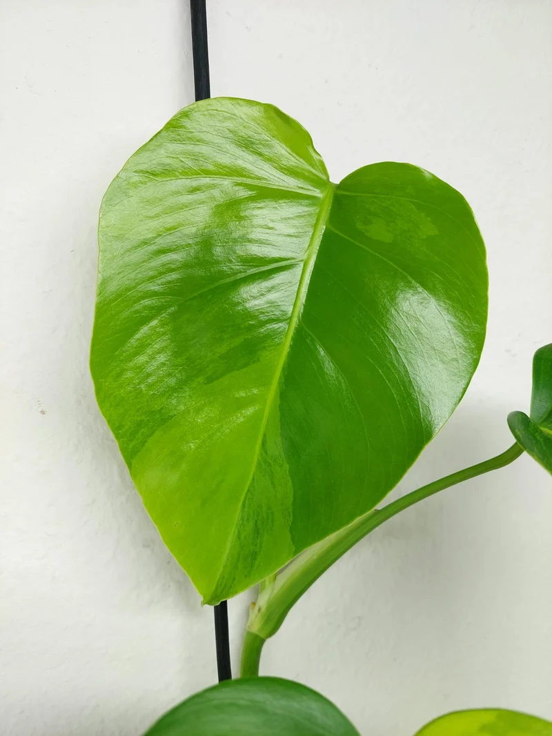Monstera Aurea