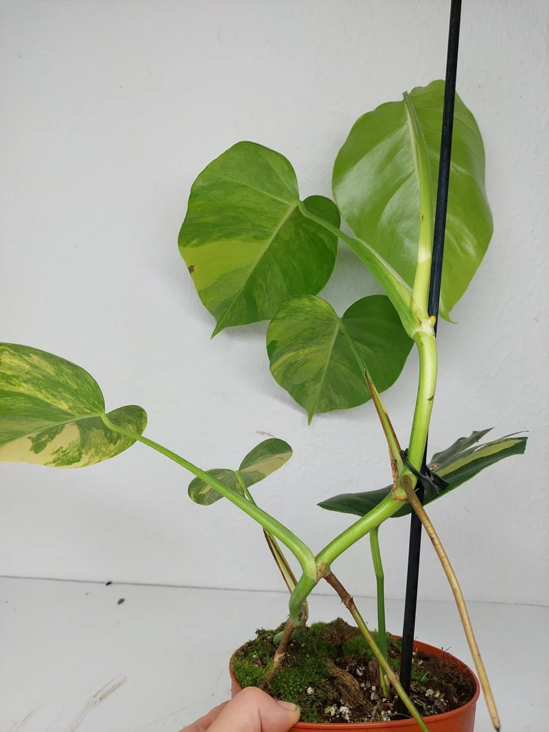 Monstera Aurea