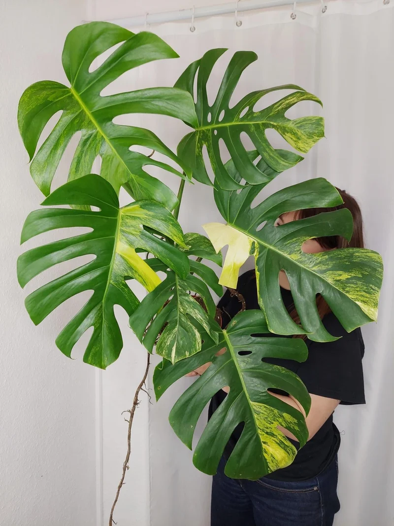 Monstera Aurea