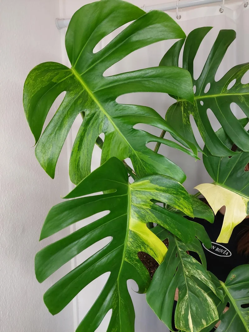 Monstera Aurea