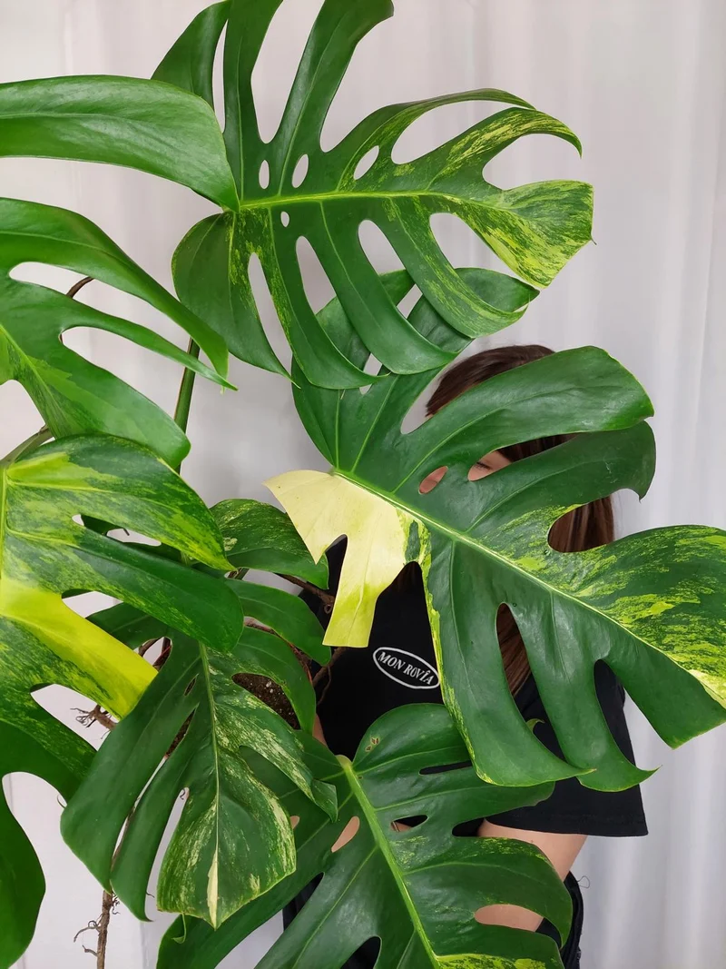 Monstera Aurea