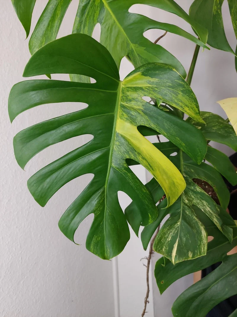 Monstera Aurea