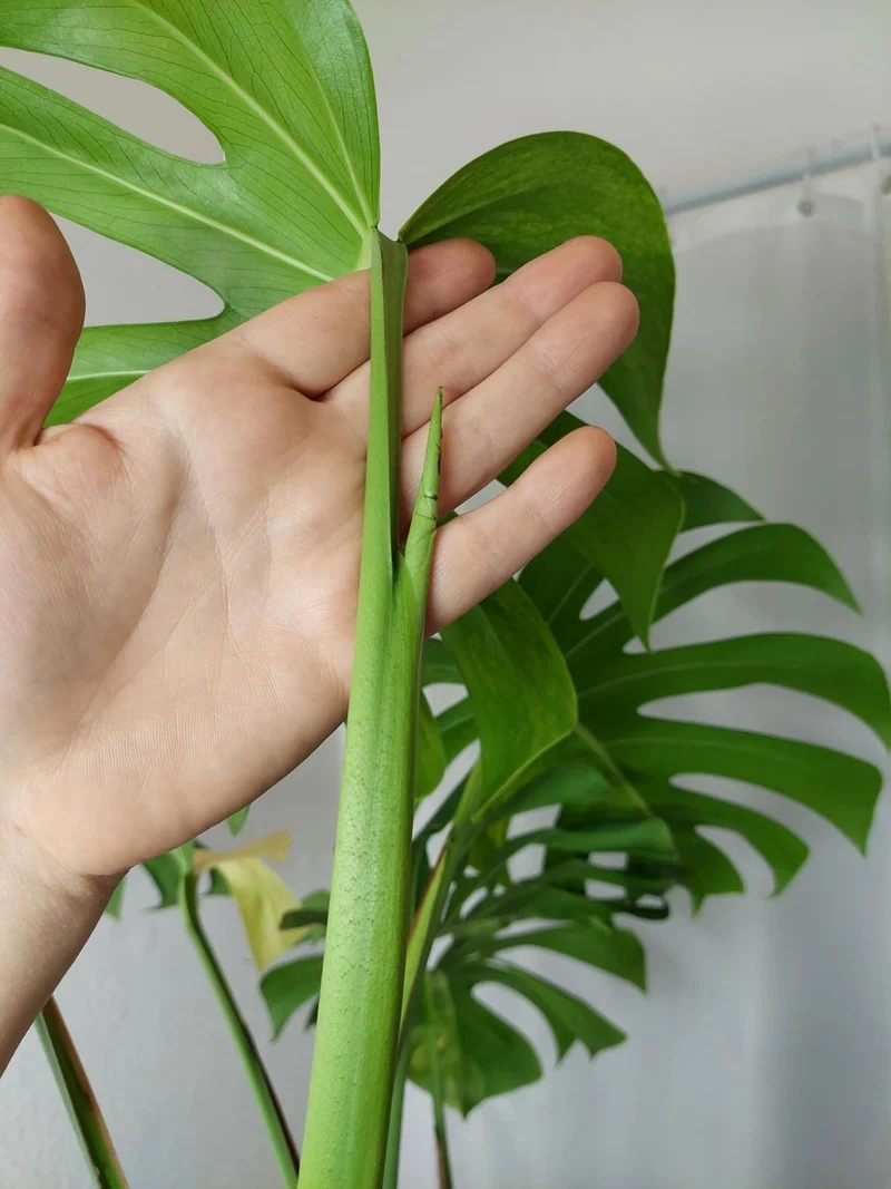 Monstera Aurea