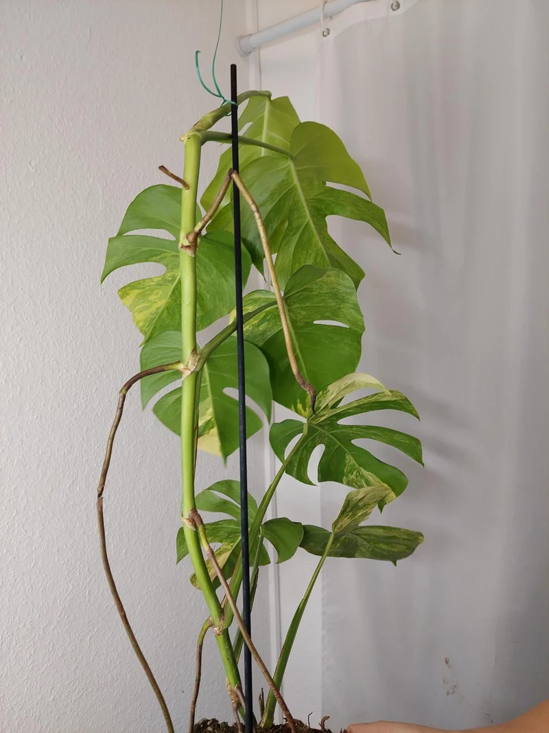 Monstera Aurea