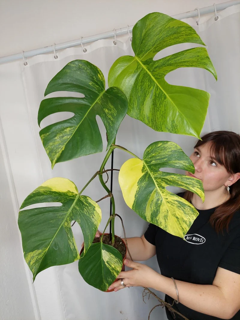 Monstera Aurea