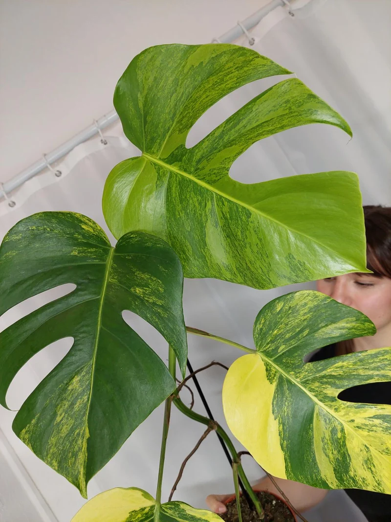 Monstera Aurea