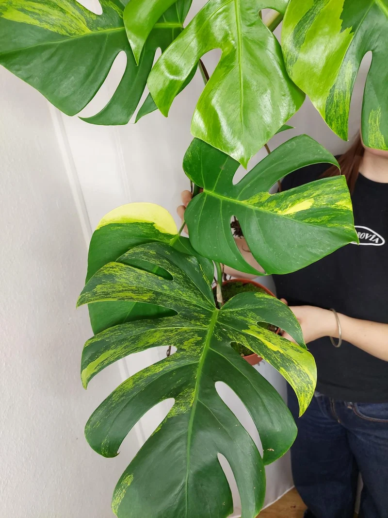 Monstera Aurea