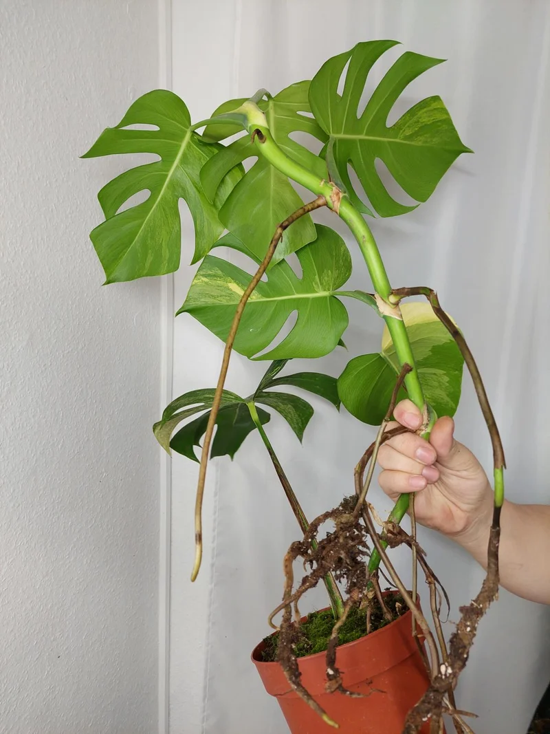 Monstera Aurea
