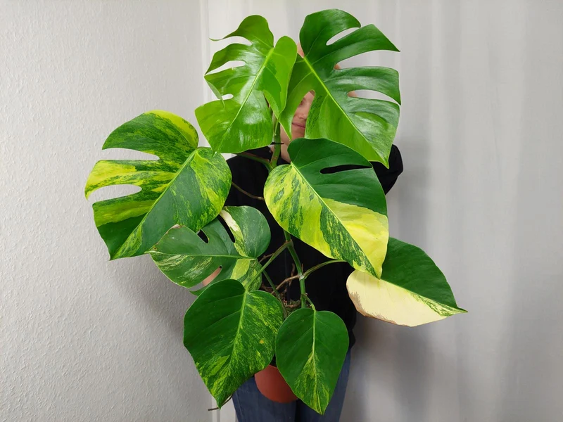 Monstera Aurea