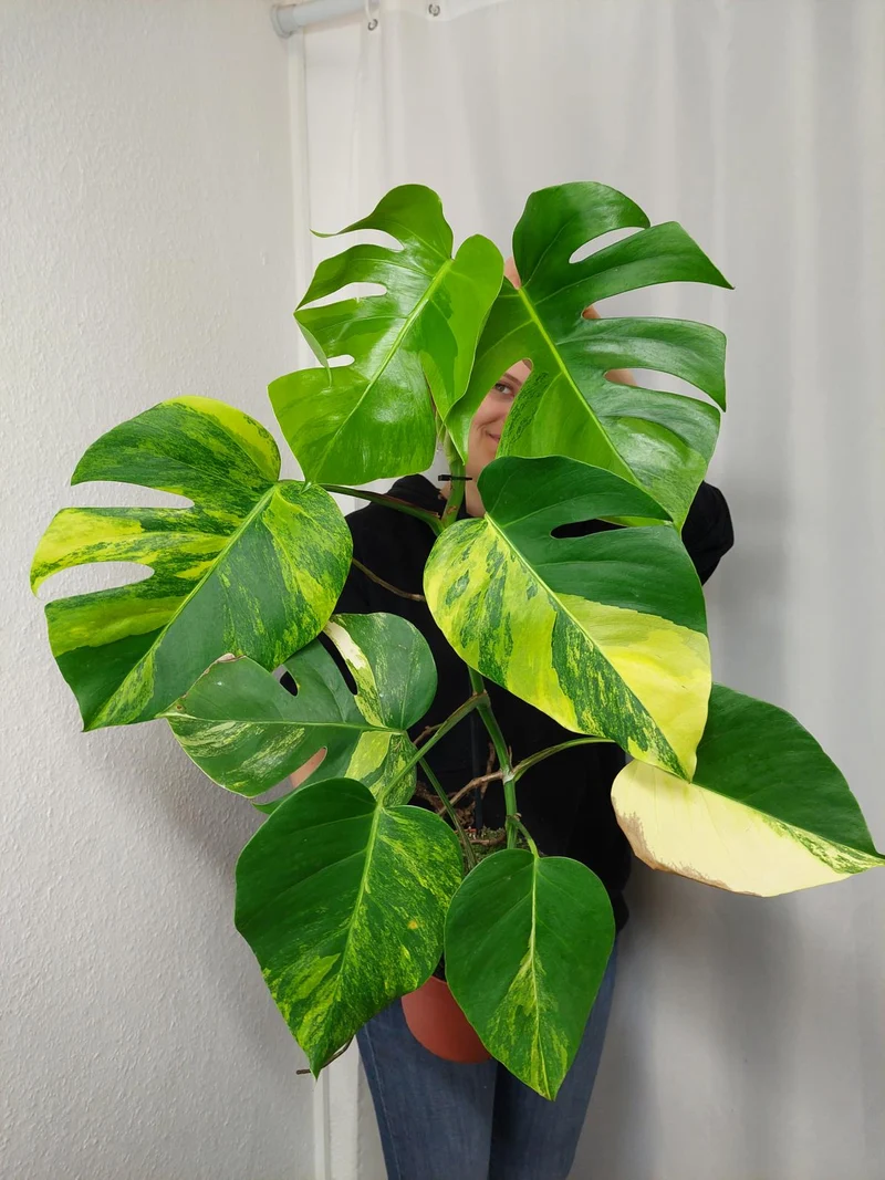 Monstera Aurea