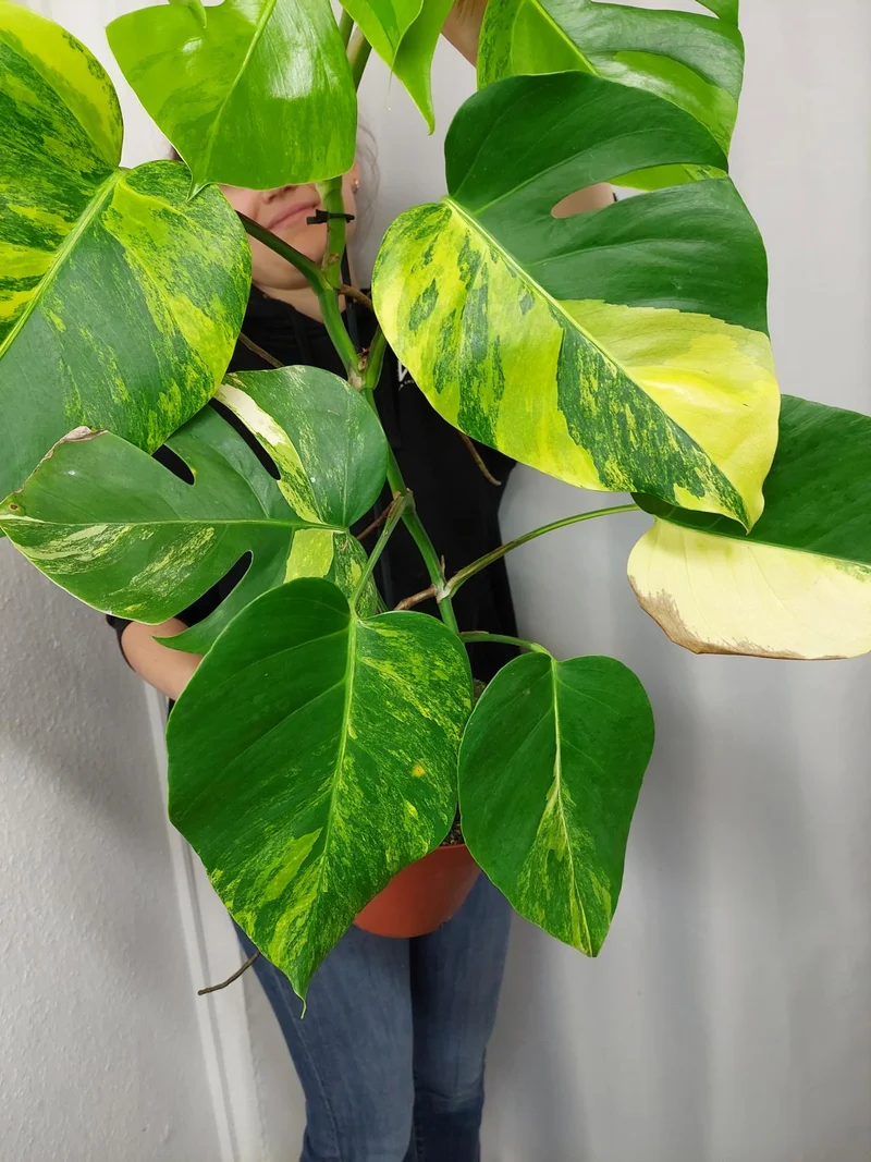 Monstera Aurea