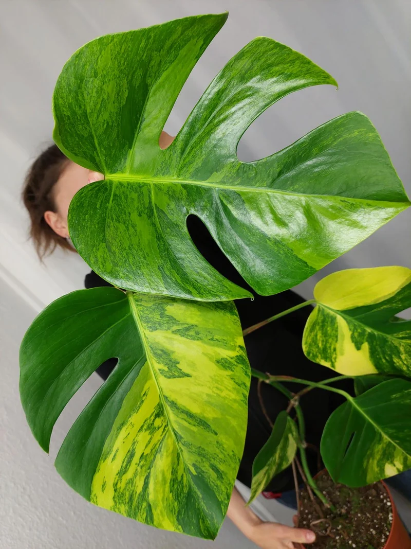 Monstera Aurea