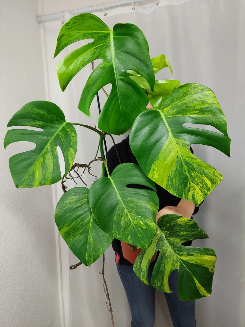 Monstera Aurea