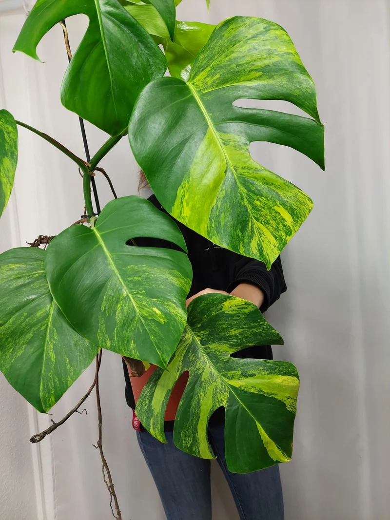 Monstera Aurea