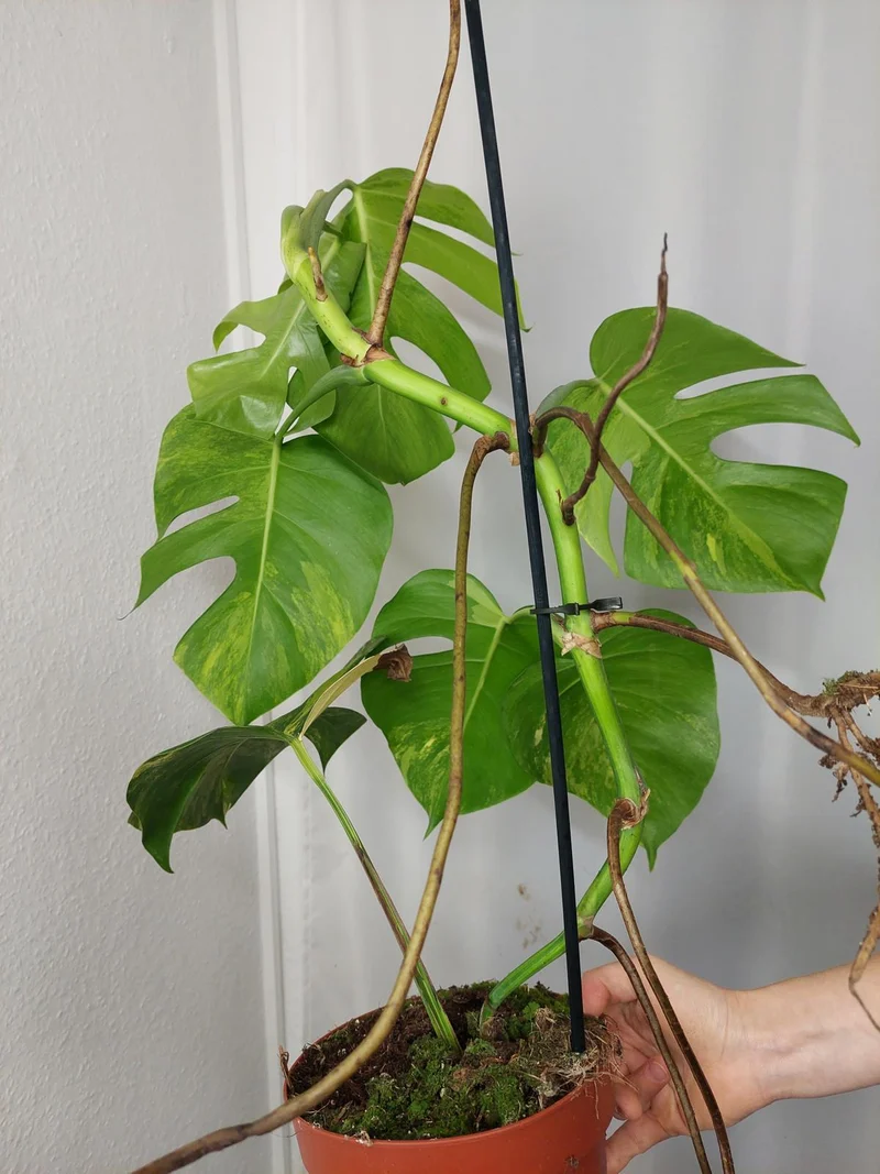 Monstera Aurea