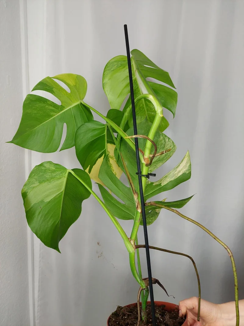 Monstera Aurea