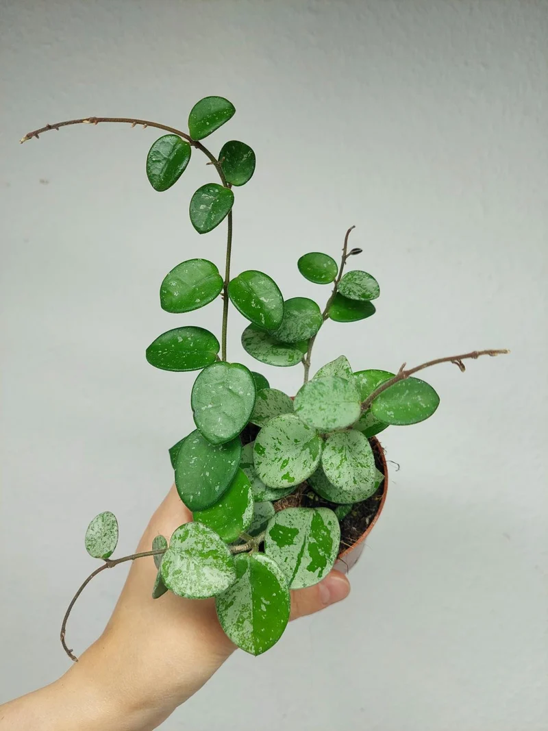 Hoya Mathilde Splash