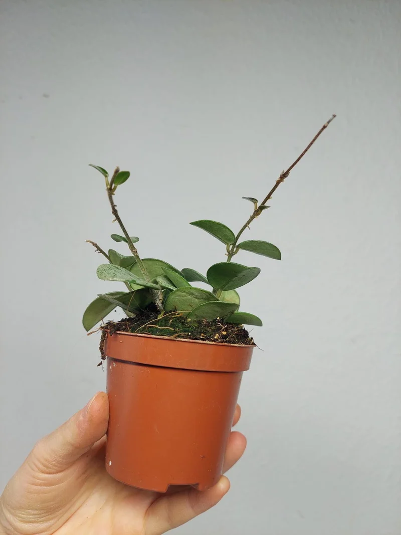 Hoya Mathilde Splash
