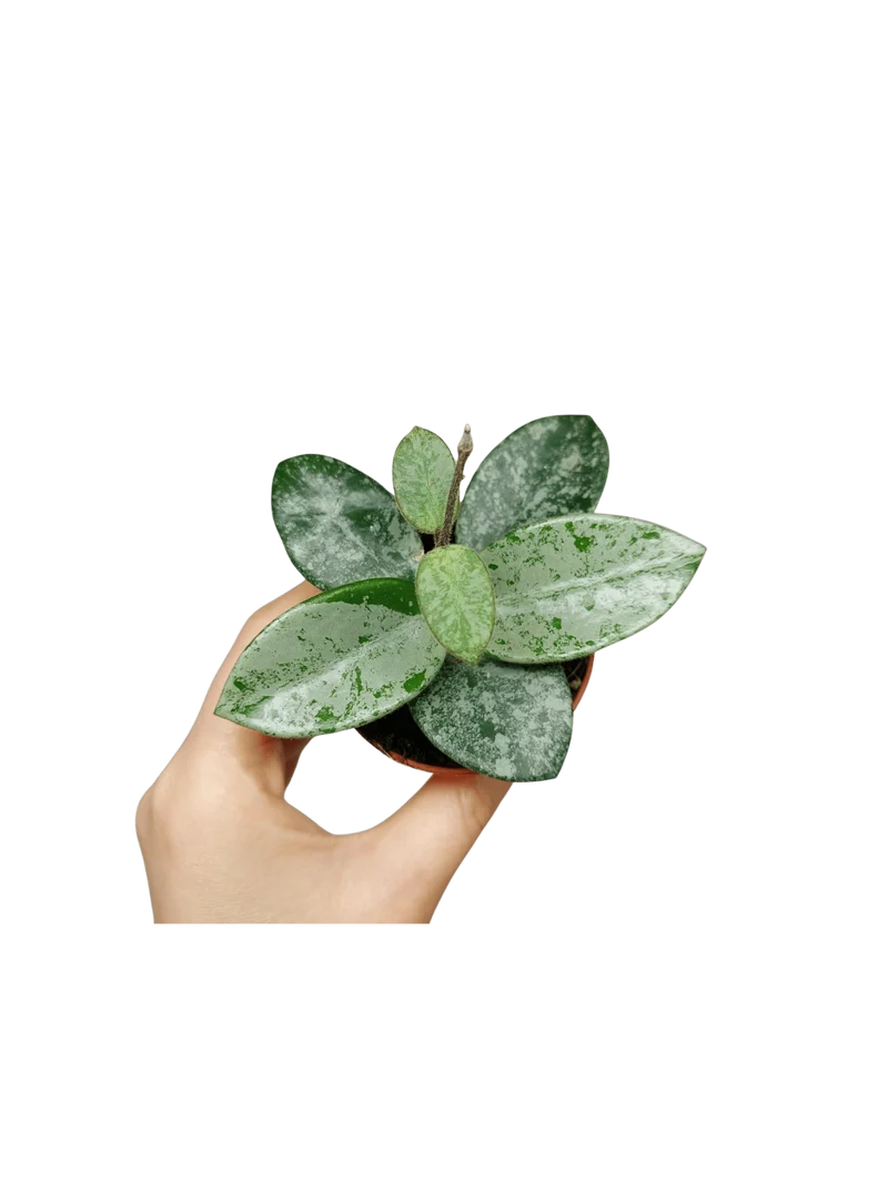 Hoya Mathilde Splash