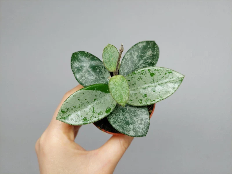 Hoya Mathilde Splash