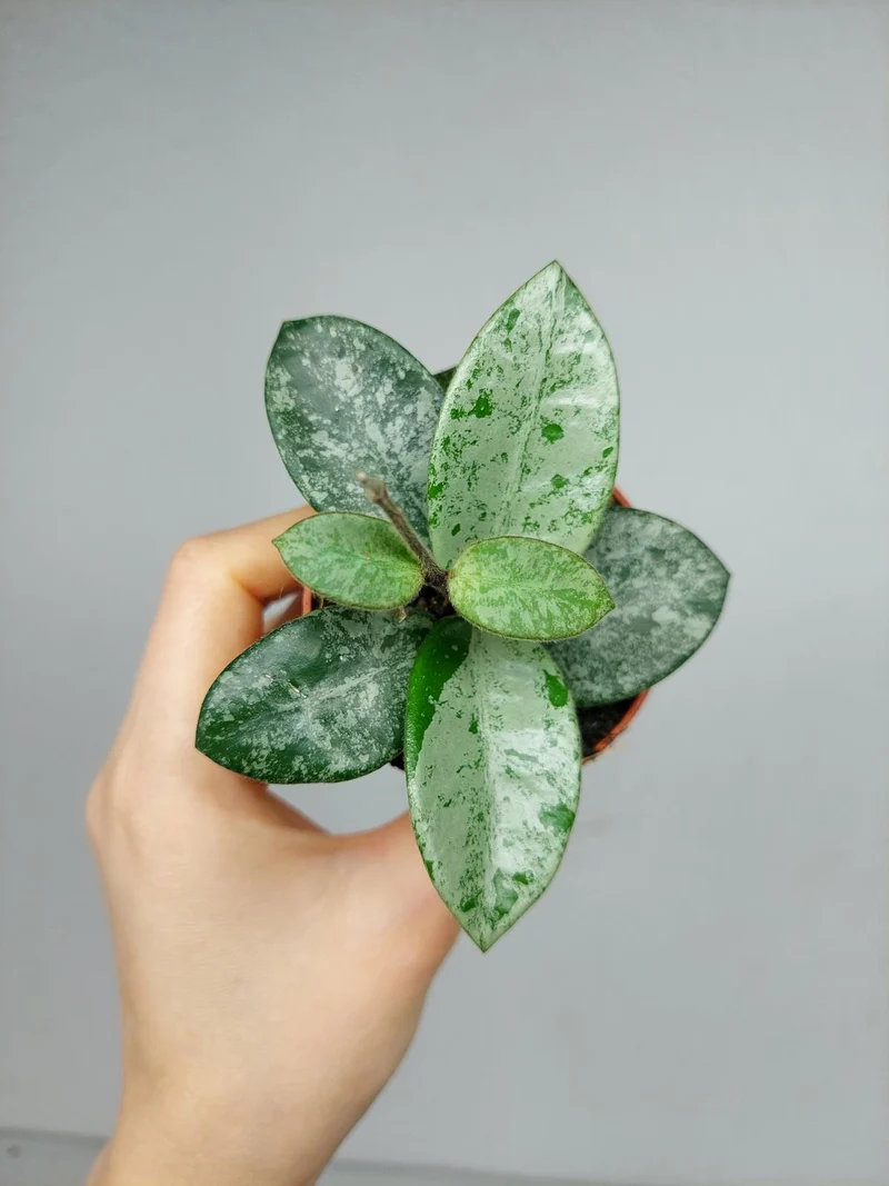 Hoya Mathilde Splash