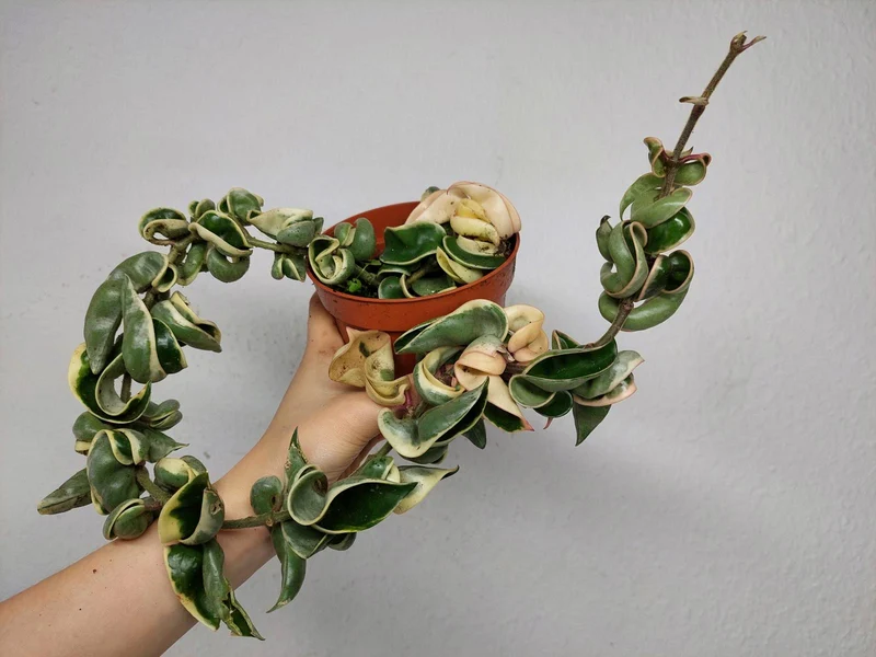Hoya Compacta Variegata