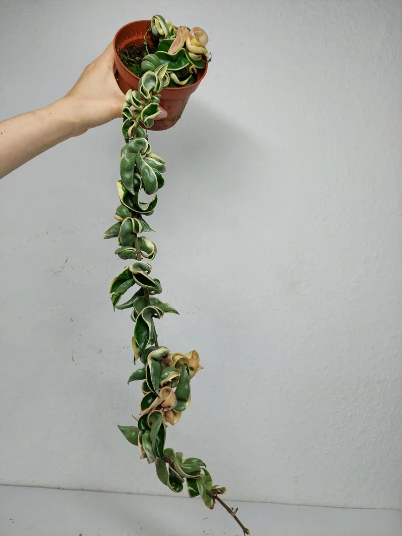 Hoya Compacta Variegata