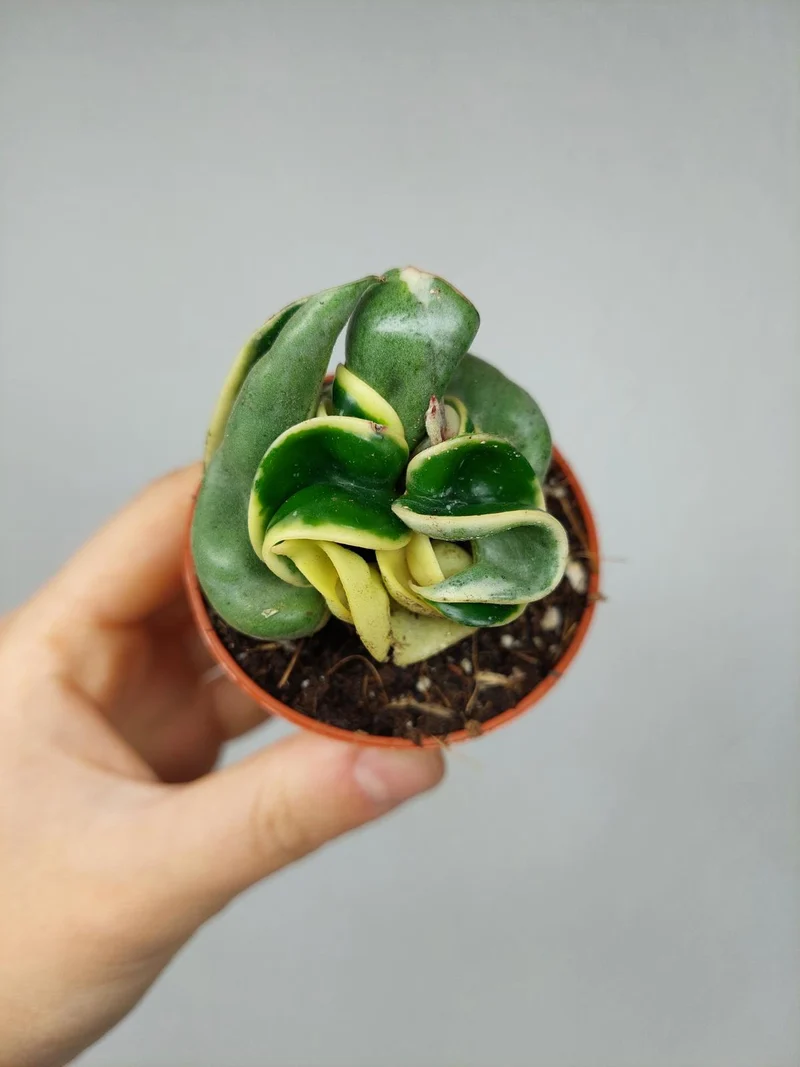 Hoya Compacta Variegata