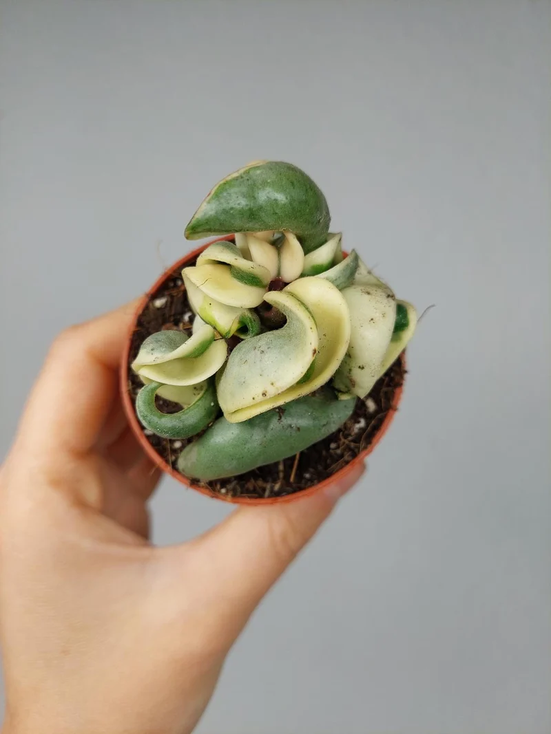 Hoya Compacta Variegata