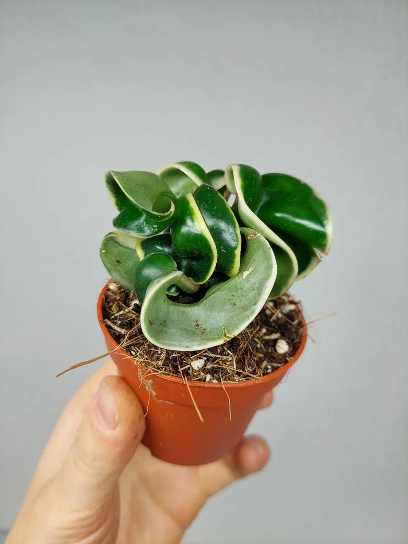 Hoya Compacta Variegata