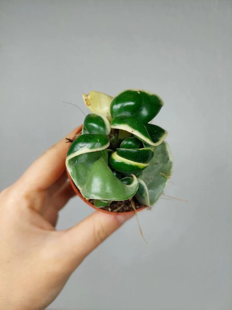 Hoya Compacta Variegata