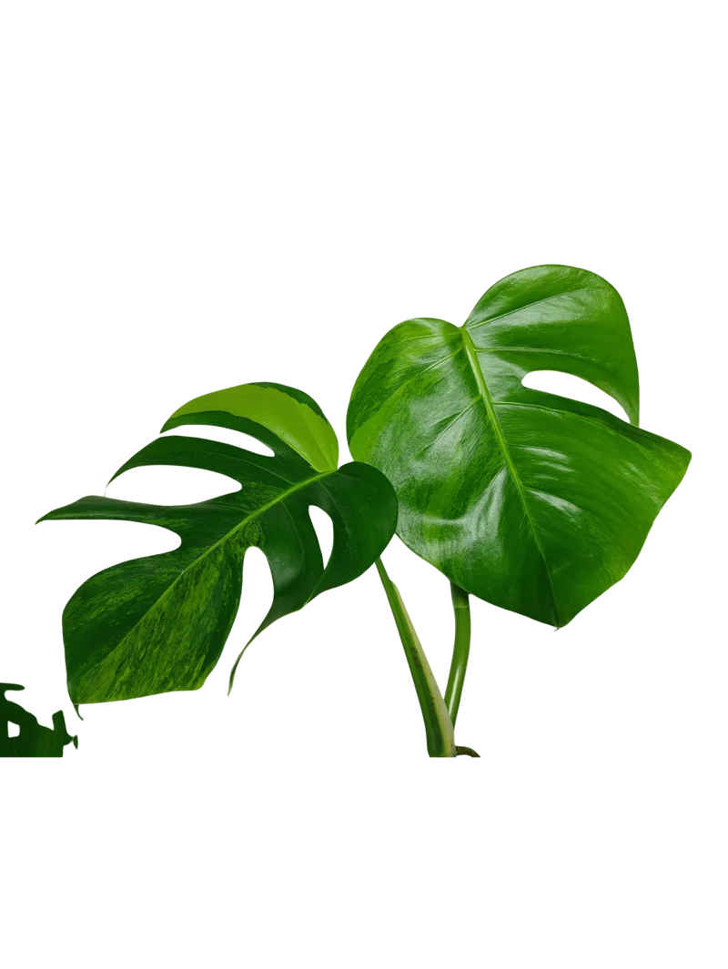 Monstera Aurea Stecklinge