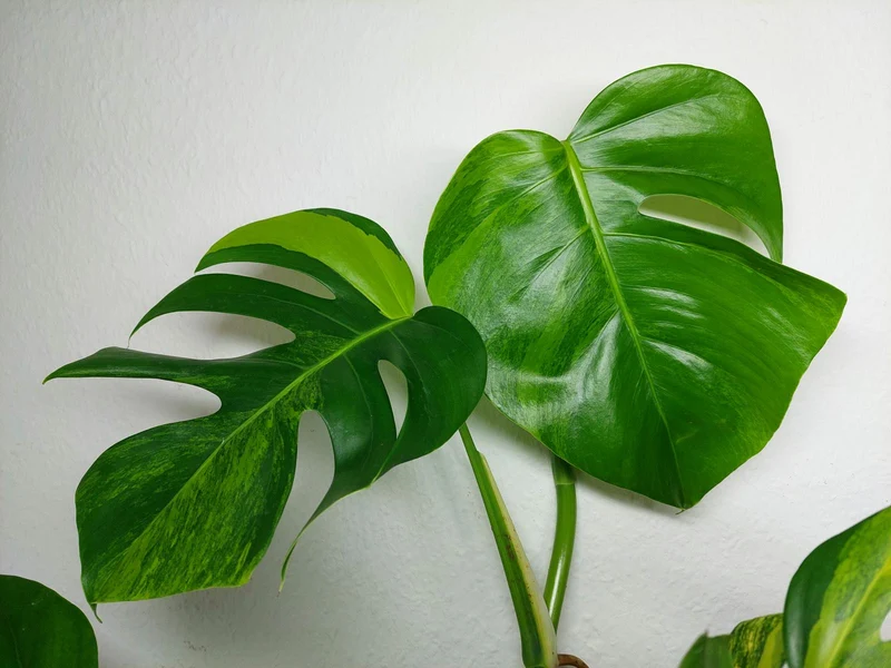 Monstera Aurea Stecklinge