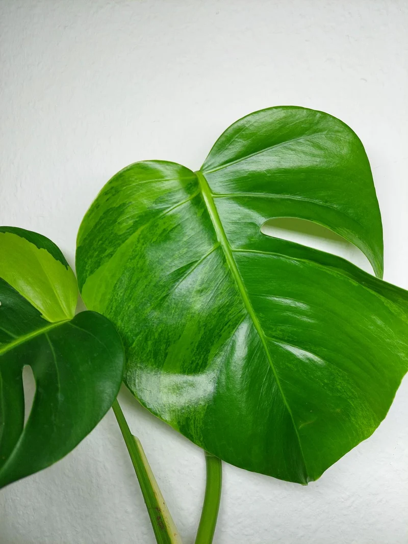 Monstera Aurea Stecklinge