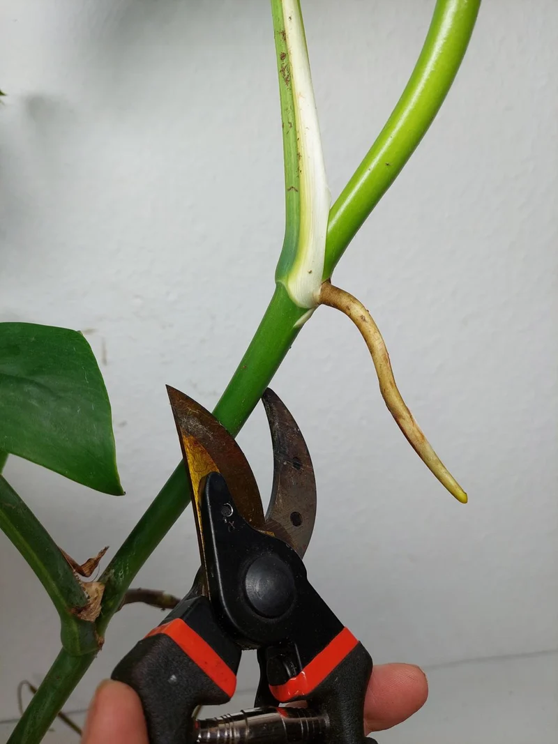 Monstera Aurea Stecklinge