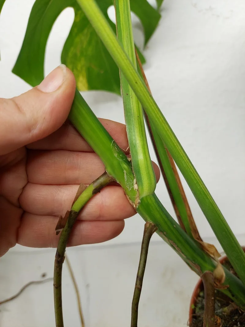Monstera Aurea Stecklinge