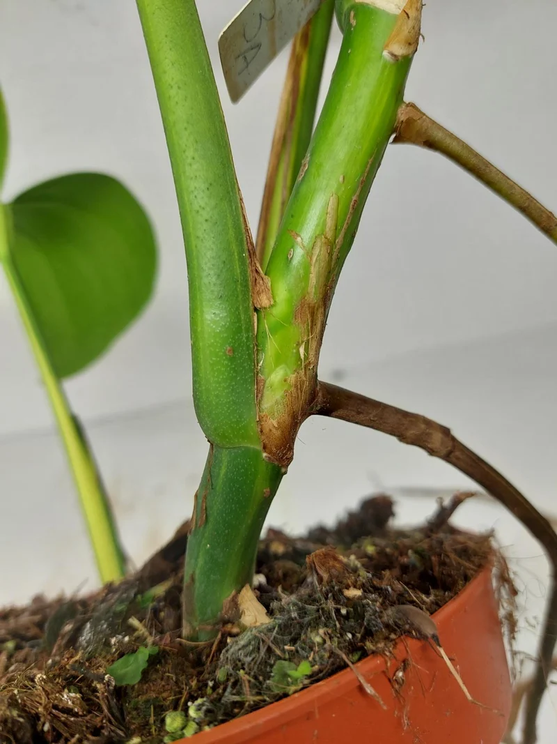 Monstera Aurea Stecklinge