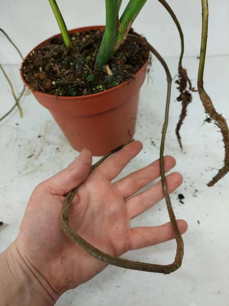 Monstera Aurea Stecklinge