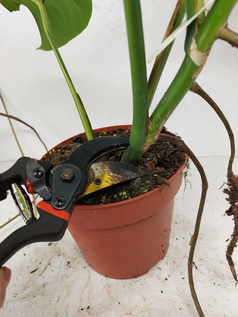 Monstera Aurea Stecklinge