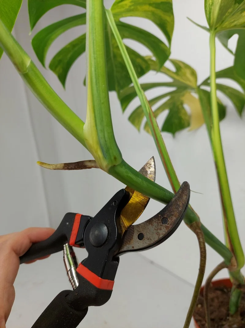 Monstera Aurea Stecklinge