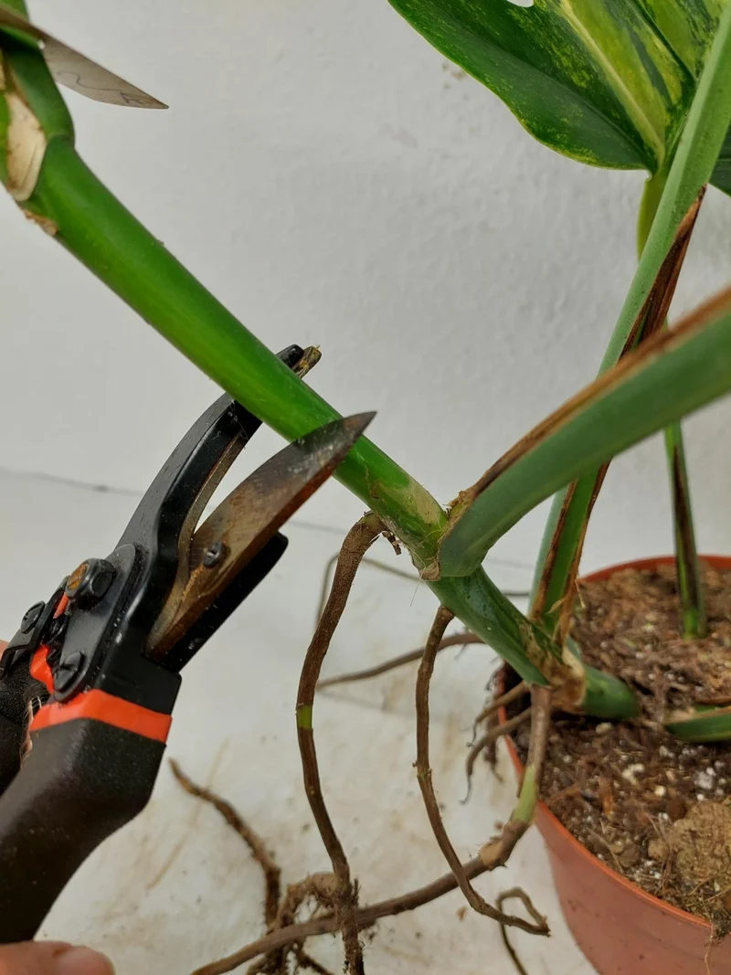 Monstera Aurea Stecklinge