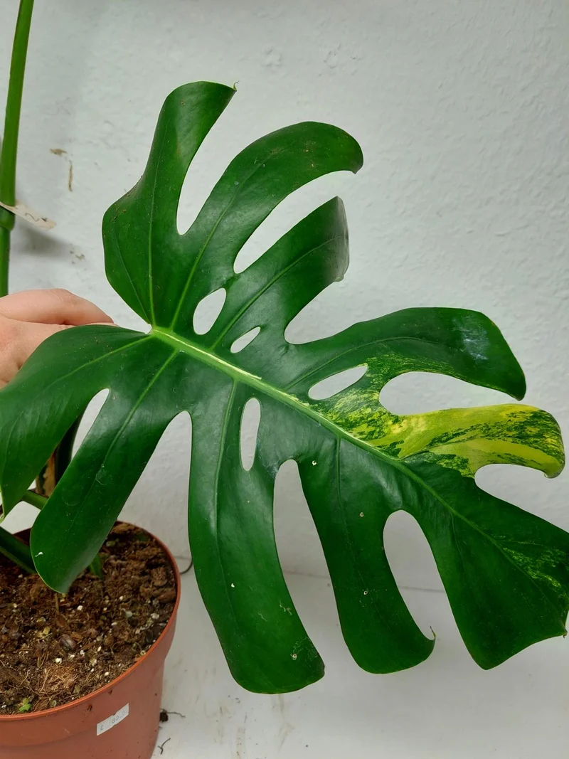 Monstera Aurea Stecklinge