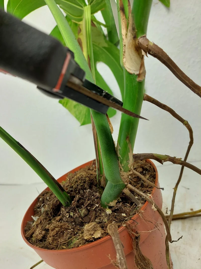 Monstera Aurea Stecklinge